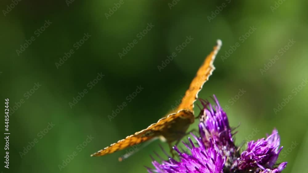 Butterfly and flowers scene in summer in Eyne, Pyrenees, France Butterfly and flowers scene in summer in Eyne, Pyrenees, France