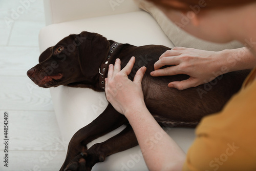 Woman examining her dog's skin for ticks at home, closeup photo