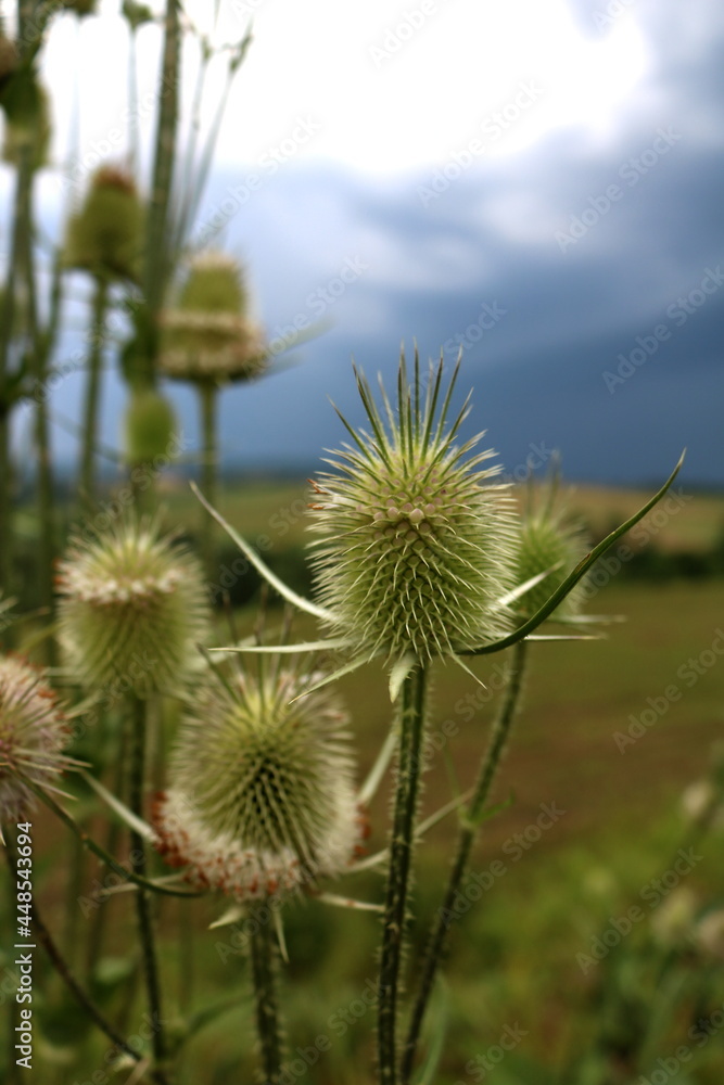 Useful plants .Close-up of Arctium lappa beggars buttons in the vegetable garden.Buds of the great burdock arctium lappa in summer Useful plants .Close-up of Arctium lappa beggars buttons in the vegetable garden.Buds of the great burdock arctium lappa in summer