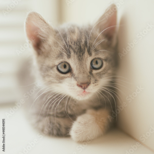 Little gray kitten is resting on the windowsill. Close up portrait of a young cat
