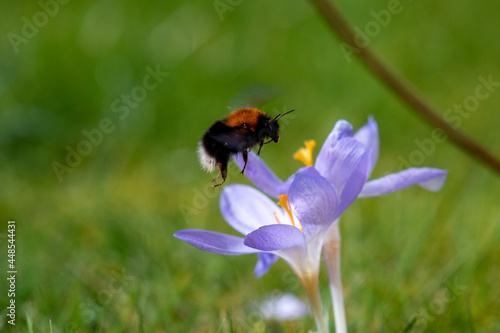 bee on a flower © Kieran