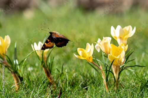 butterfly on a yellow flower