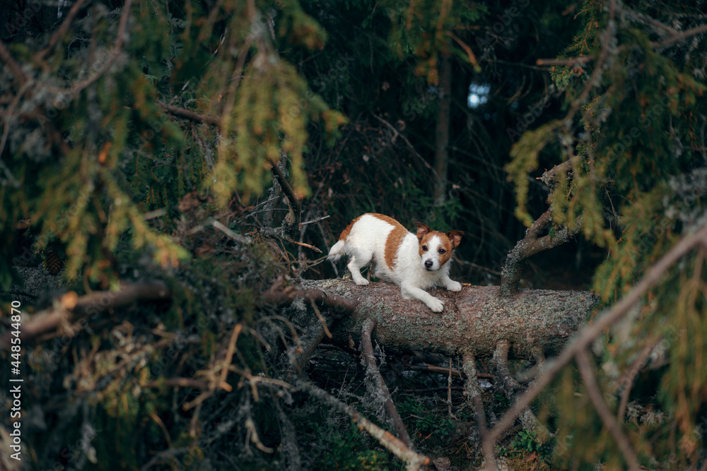 dog in the green forest. Jack Russell Terrier in nature among the trees. Walk with a pet 