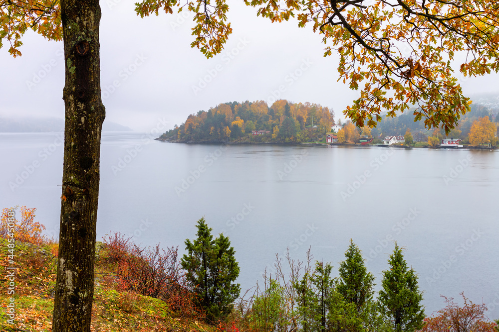 Obraz premium Colorful autumn nature landscape with tree by the calm see. Foliage gold colors. Rainy , foggy day. Blurred background. Southern Norway