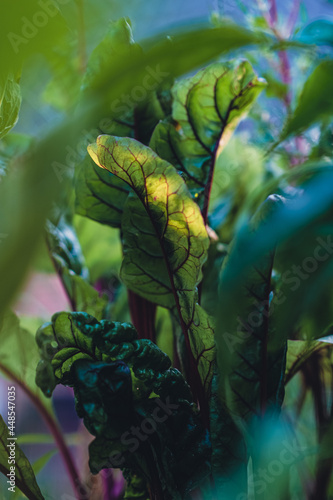 Junge Mangold Pflanze im Hochbeet © Florian Kunde