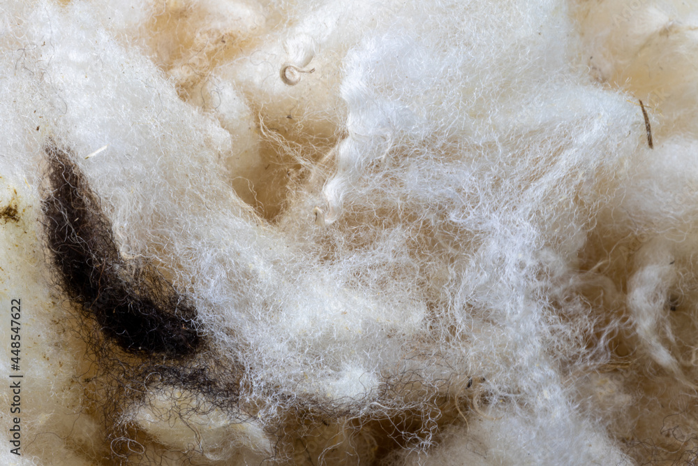 Raw unwashed white sheep wool. Raw unwashed white sheep wool.