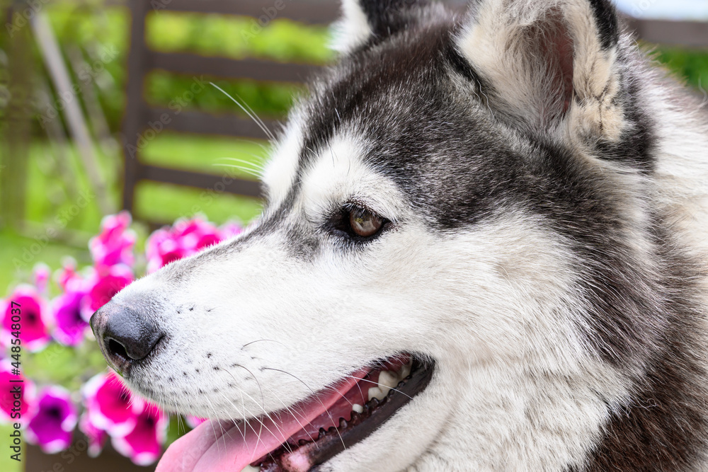 Fototapeta premium Closeup of a siberian husky dog on a summer garden background