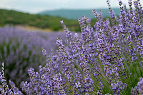 Clusters of purple flowers on a lavender farm. Beautiful landscape of aromatic plants farm. Copy space for text, panoramic background.