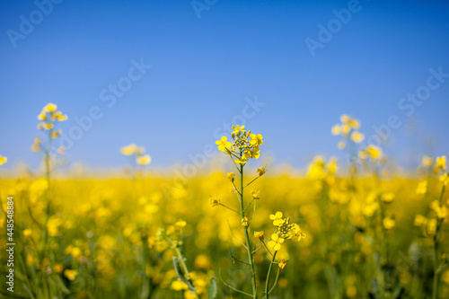 Yellow rapeseed flowers in a field against a blue sky. yellow rapeseed flowers, rape, colza, rapaseed, oilseed, canola, closeup against s sunny blue sky