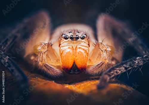 Olios huntsman spider up-close