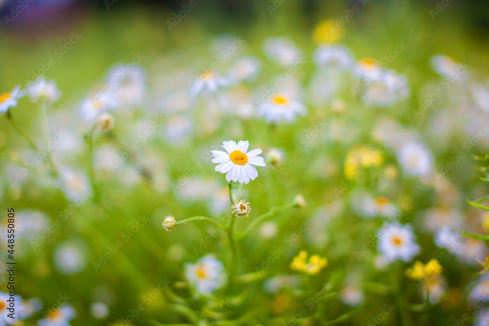 Beautiful background of many blooming daisies field. Chamomile grass close-up. Beautiful meadow in springtime full of flowering daisies with white yellow blossom and green grass Beautiful background of many blooming daisies field. Chamomile grass close-up. Beautiful meadow in springtime full of flowering daisies with white yellow blossom and green grass