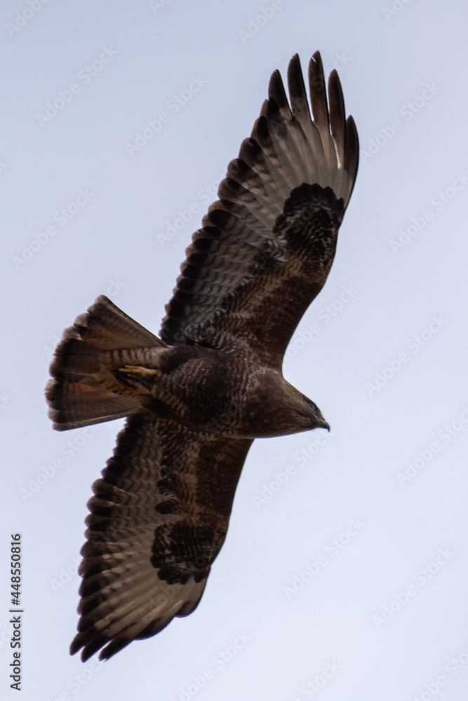Fototapeta premium eagle in flight