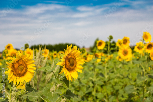 field of sunflowers