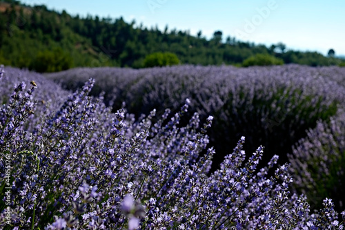 Clusters of purple flowers on a lavender farm. Beautiful landscape of aromatic plants farm. Copy space for text  panoramic background.