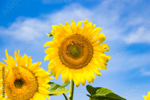 sunflower on blue sky