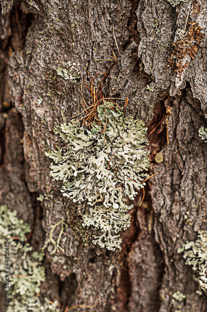 Fototapeta premium an old tree with lichen 