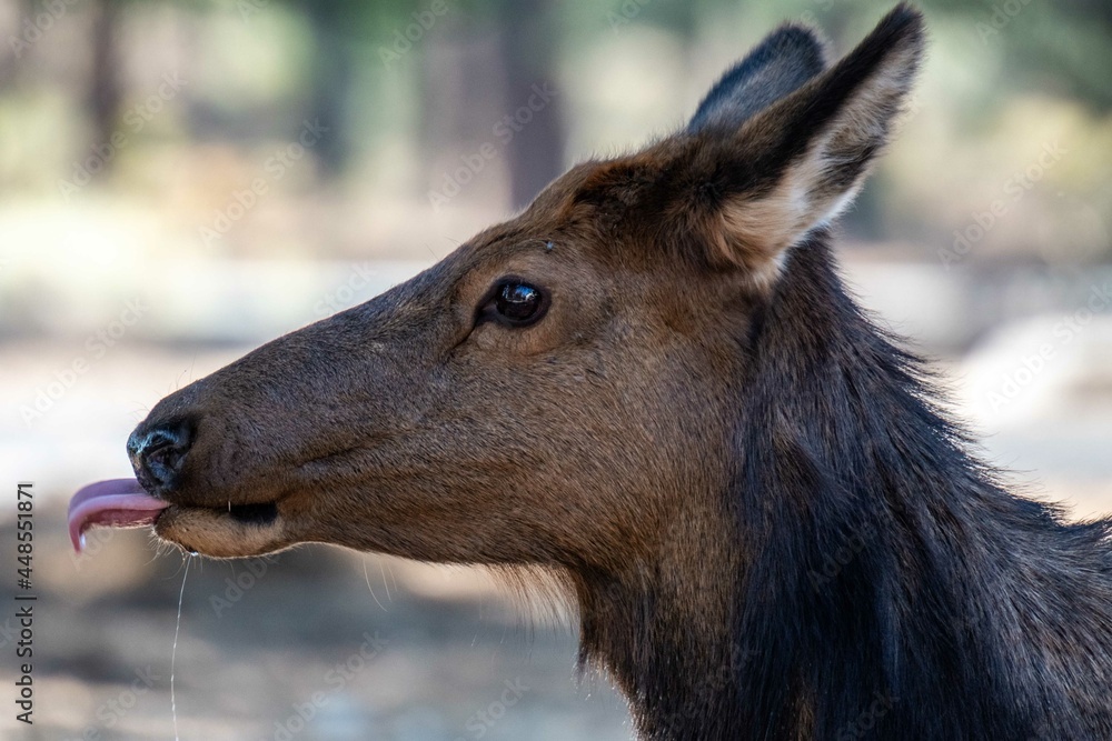 Fototapeta premium A Female Elk in Grand Canyon National Park, Arizona