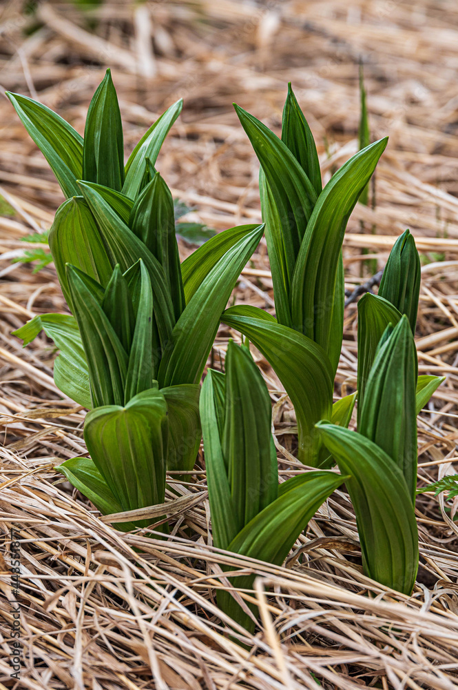 Obraz premium spring shoots in the forest