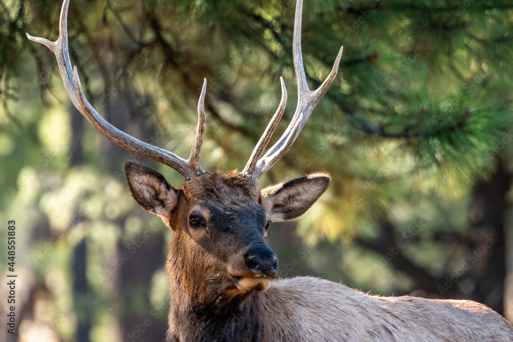 A Female Elk in Grand Canyon National Park, Arizona A Female Elk in Grand Canyon National Park, Arizona