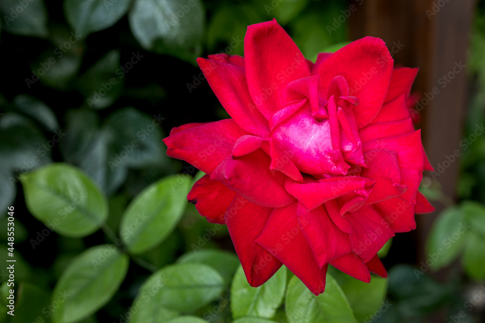 Beautiful bright red rose with silk petals. Flowering rosebush. Garden in summer with beautiful flowers. Flower photography