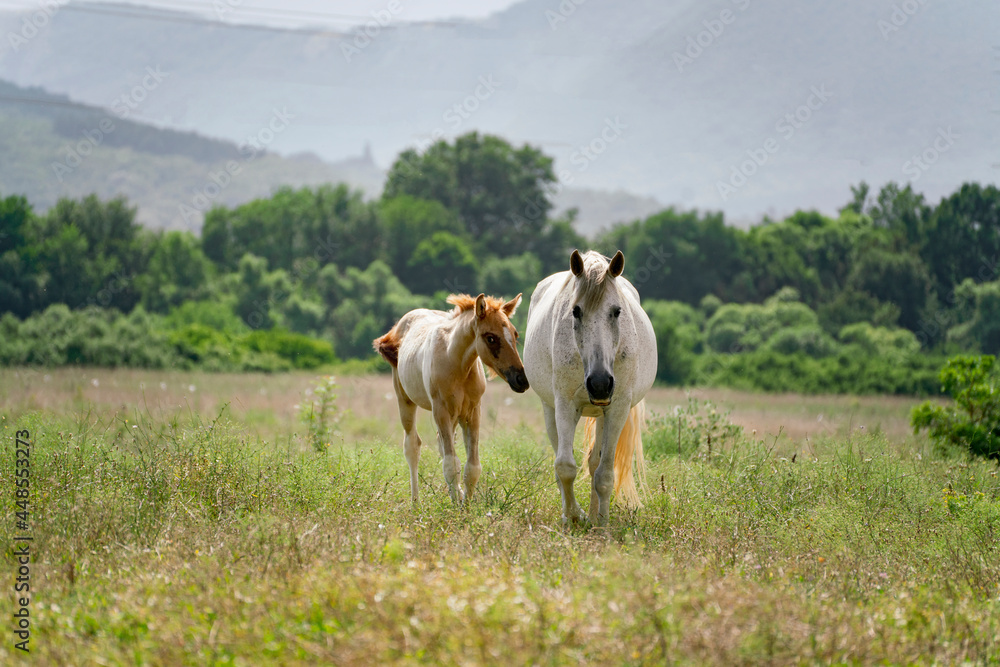 freedom and happiness, herd of horses in the mountain wild nature