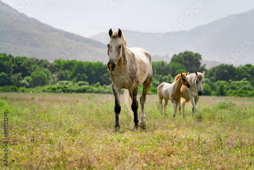 freedom and happiness, herd of horses in the mountain wild nature © Mihail