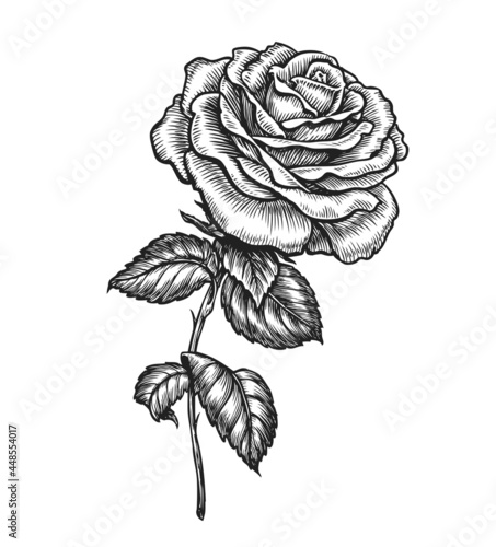 Rose with leaves. Hand drawn flower in sketched vintage style