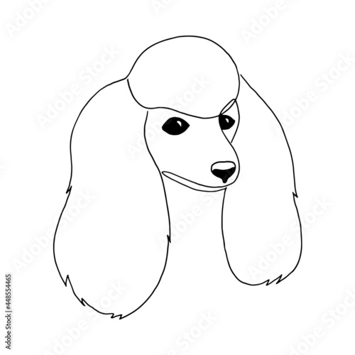 Isolated vector portrait of a poodle dog, line art style