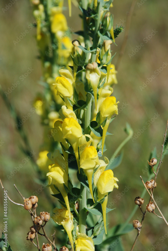 A cluster of Wyoming wild flowers A cluster of Wyoming wild flowers
