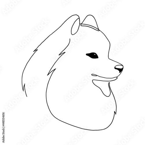 Isolated vector portrait of a samoyed dog, line art style