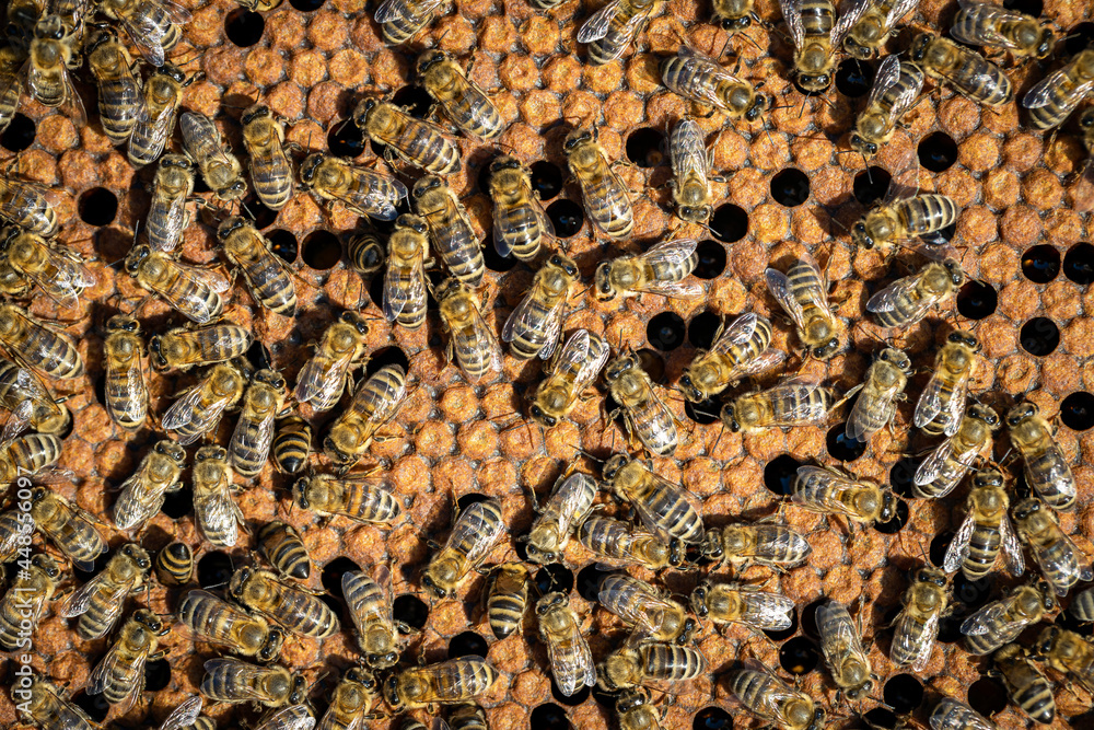 Bees working on a frame in a healthy hive Bees working on a frame in a healthy hive