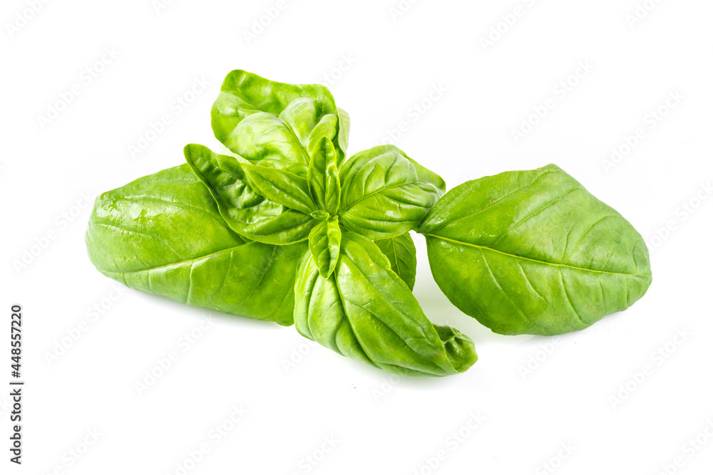 Fototapeta premium Fresh basil (ocimum basilicum) on white background.