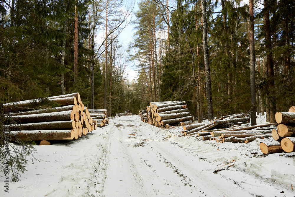 A wood material logging. Round timber stock. Lumber-camp of pine. Mass deforestation. Freshly cut tree logs piled up. Harvesting of wood. Sale of natural resources on the exchange. Ecological problem A wood material logging. Round timber stock. Lumber-camp of pine. Mass deforestation. Freshly cut tree logs piled up. Harvesting of wood. Sale of natural resources on the exchange. Ecological problem