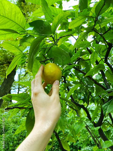 The girl picks a lemon from a tree. Harvesting. Citrus tree after rain. Close-up hand.