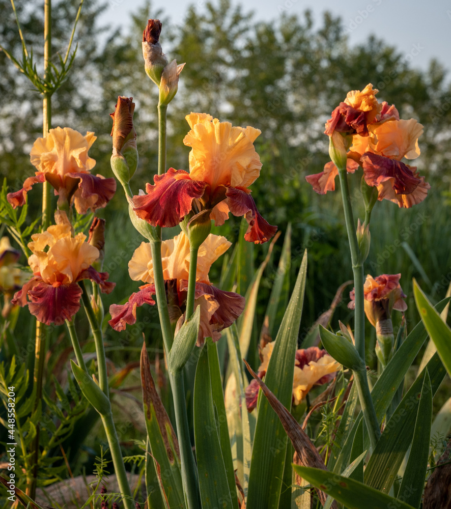 Fototapeta premium Iris plant in bloom - colourful flowers