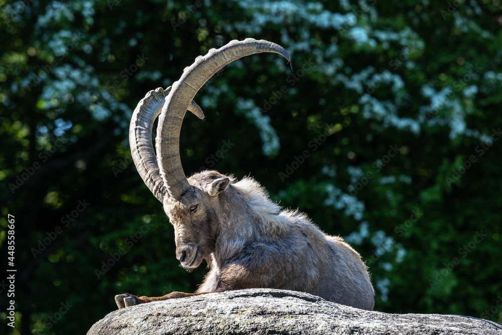 Male mountain ibex or capra ibex sitting on a rock Male mountain ibex or capra ibex sitting on a rock