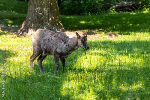 Apennine chamois  Rupicapra pyrenaica ornata  is living in Italy and Spain