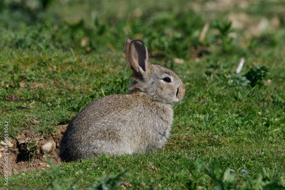 European rabbit, Common rabbit, Oryctolagus cuniculus sitting on a meadow at Munich European rabbit, Common rabbit, Oryctolagus cuniculus sitting on a meadow at Munich