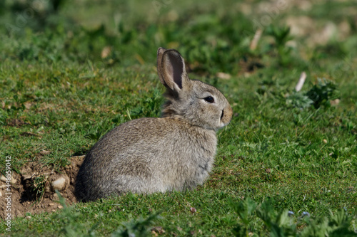 European rabbit  Common rabbit  Oryctolagus cuniculus sitting on a meadow at Munich