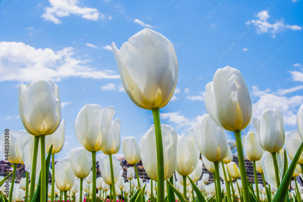 Fototapeta premium field of tulips
