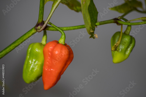 unripe 7 pot douglah chili pepper