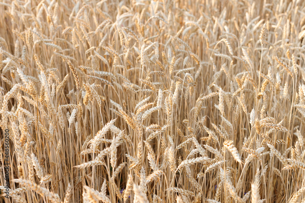 background agrarian harvest. wheat yellow close-up background agrarian harvest. wheat yellow close-up