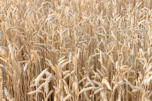 background of yellow mature wheat close-up. harvest. farming