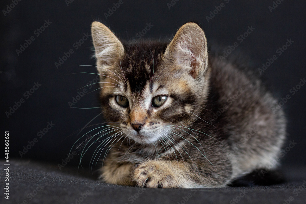 Tricolor domestic kitten lying and looking aside on the black background Tricolor domestic kitten lying and looking aside on the black background