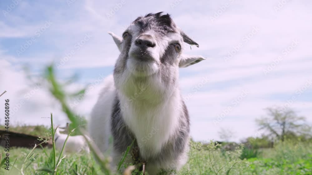 Close-up of Goat in Background of Sky. Goat Grazing On Meadow Close-up of Goat in Background of Sky. Goat Grazing On Meadow