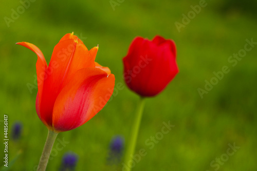Tulips in the garden © fulya