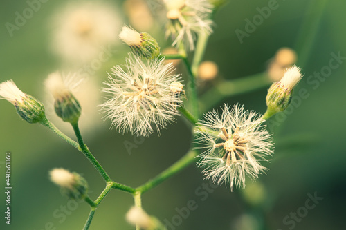 Ecological nature image: plants dandelions,Flowering grass in the garden. Back ground blurred.green background. There is an empty copy space to insert some text or image. Can be used as a wallpaper or