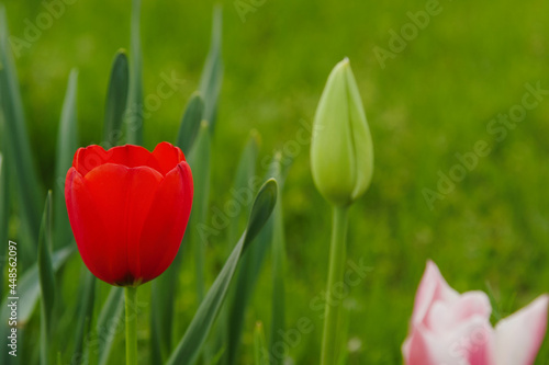 Red tulip in spring