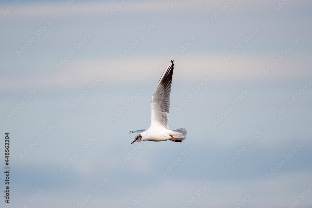 Naklejka premium seagull in flight