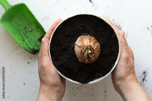 Top view of woman hands holding pot with planted bulb of Amaryllis or hippeastrum in pot on the white background photo